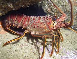 California Spiny Lobster (Panulirus interruptus)